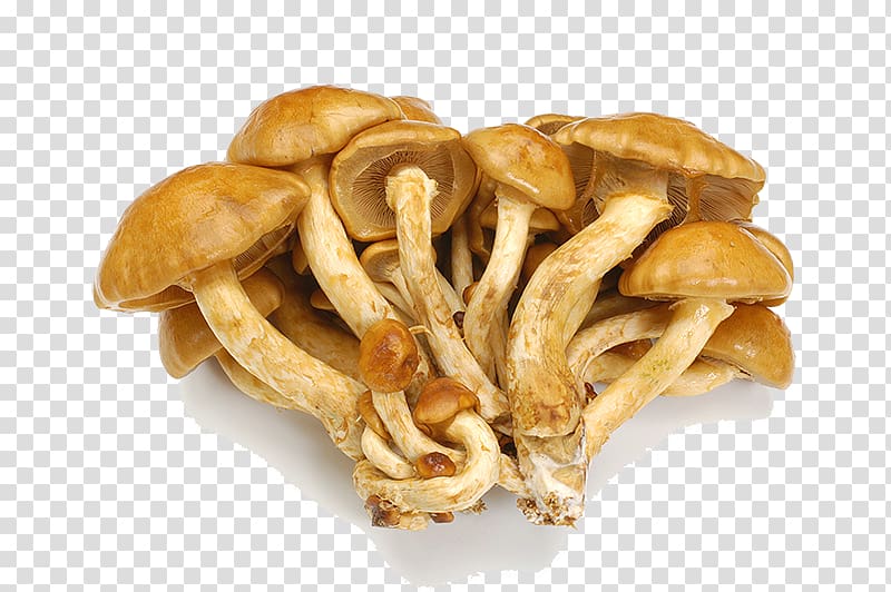 Mushroom Junk food Pholiota microspora Shiitake, Fresh wild mushroom mushroom transparent background PNG clipart