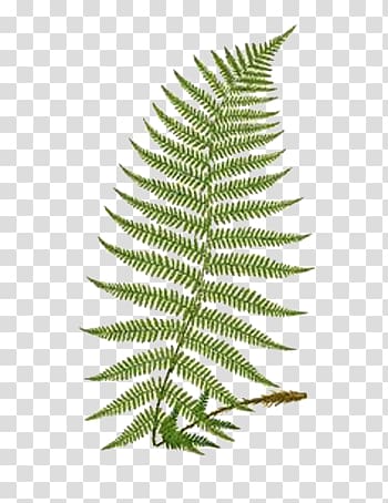 hand-painted eagle fern transparent background PNG clipart