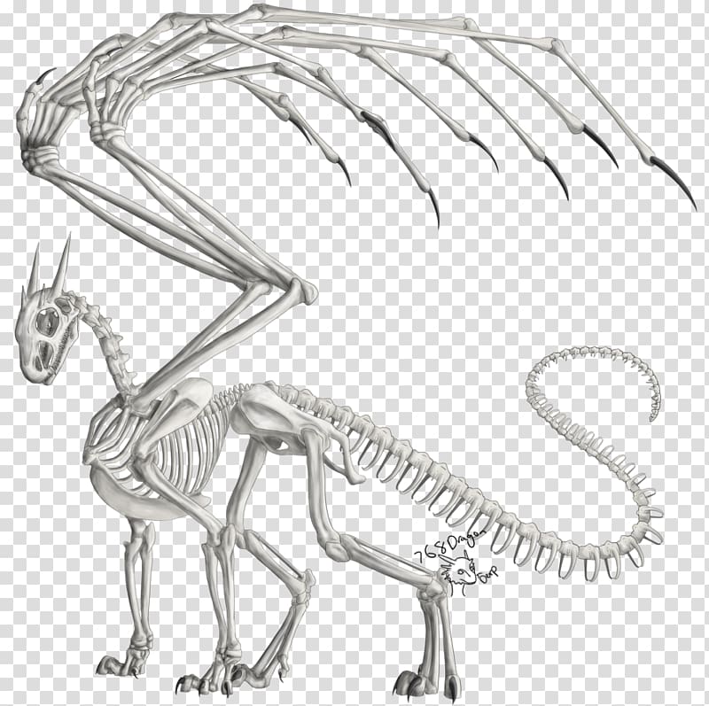 Dragon Human skeleton Drawing Anatomy, anatomy transparent background PNG clipart