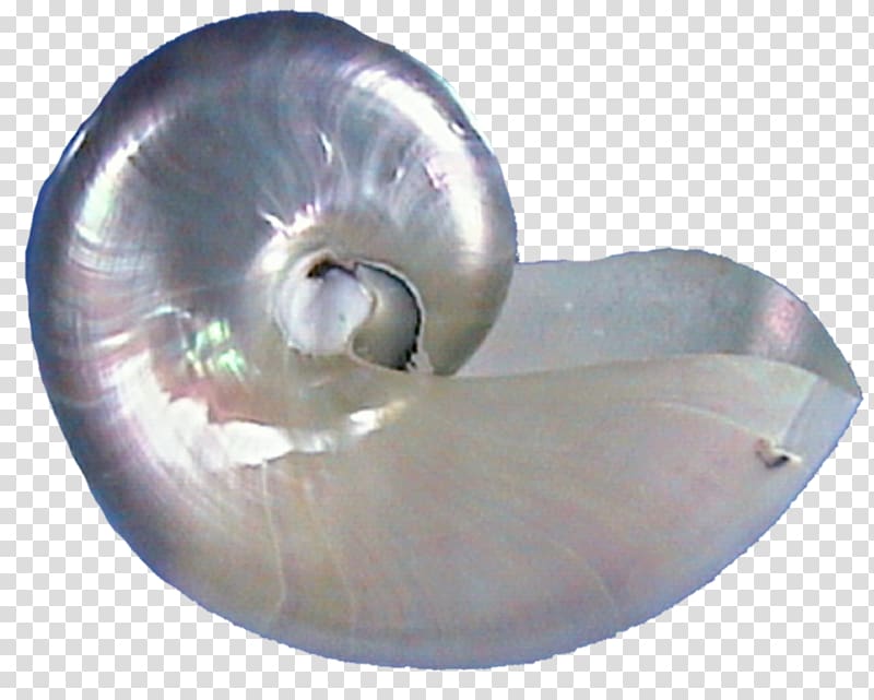 Seashell Oyster Pearl Conch Spiral, conch transparent background PNG clipart