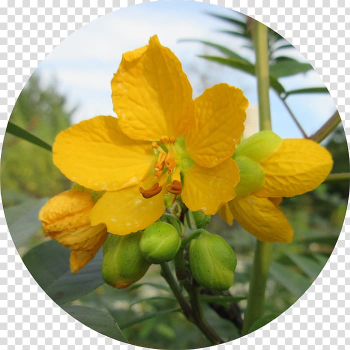 St. John's wort Senna M Wildflower, cassia transparent background PNG clipart