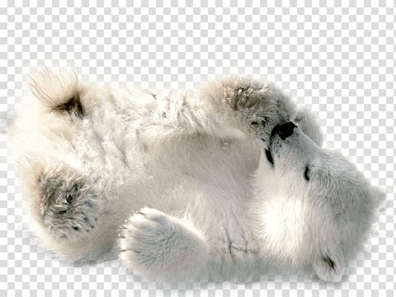 Polar bear, Polar Bear Baby Playing transparent background PNG clipart