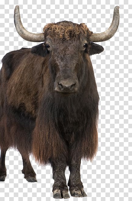 Ankole-Watusi Wild yak , others transparent background PNG clipart