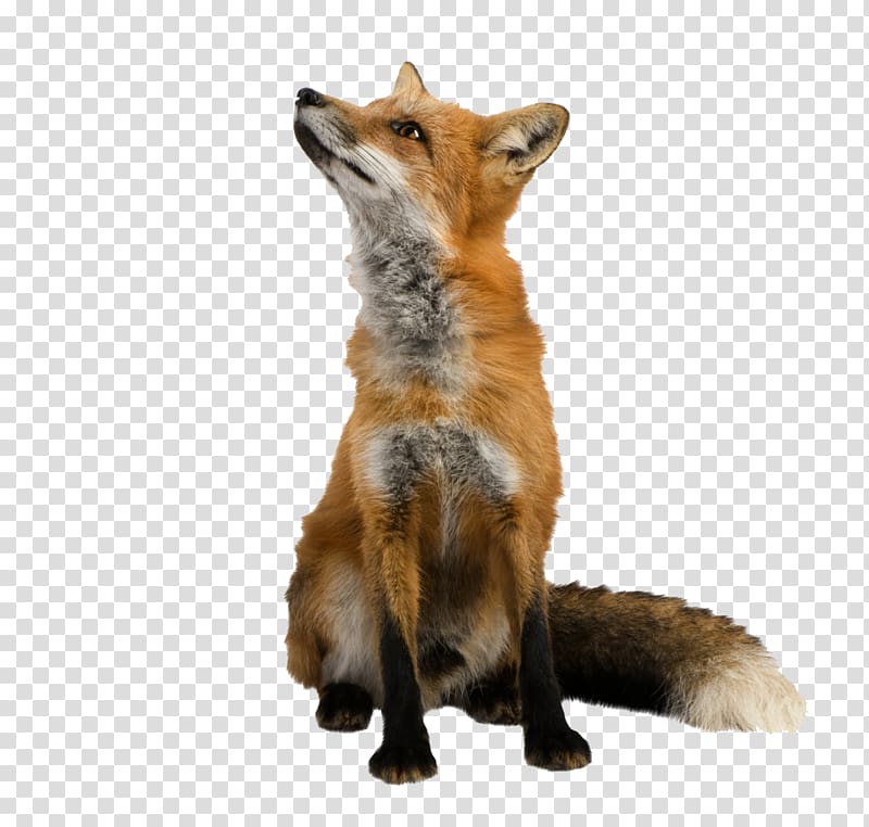 Red fox , The rise of fox transparent background PNG clipart