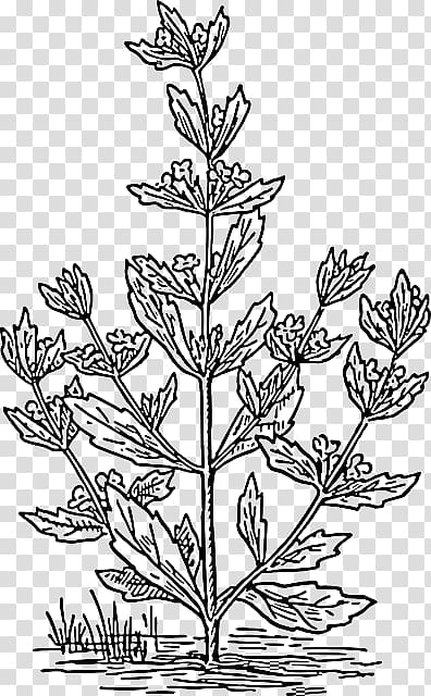 Pennyroyal Mentha spicata Drawing Plant , plant transparent background PNG clipart