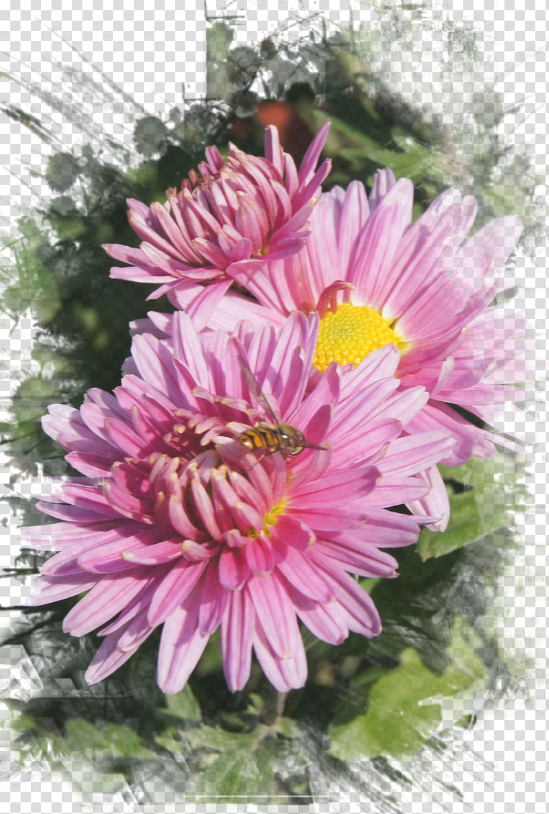 Marguerite daisy Chrysanthemum Floral design Petal, chrysanthemum transparent background PNG clipart