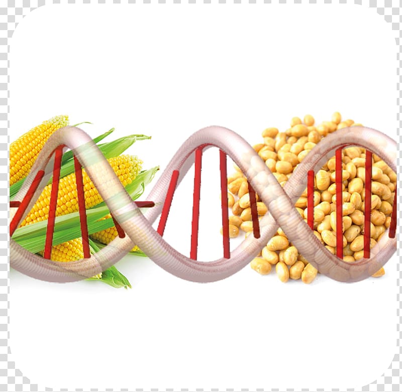 Genetically modified organism Genetically modified food Genetics Genetic engineering, natural environment transparent background PNG clipart
