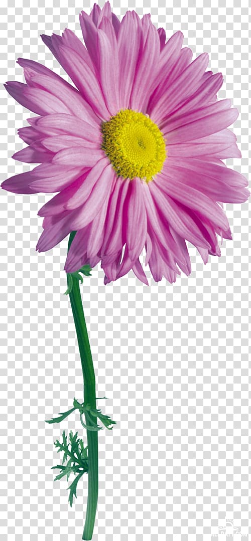 Flower Drawing , flower transparent background PNG clipart
