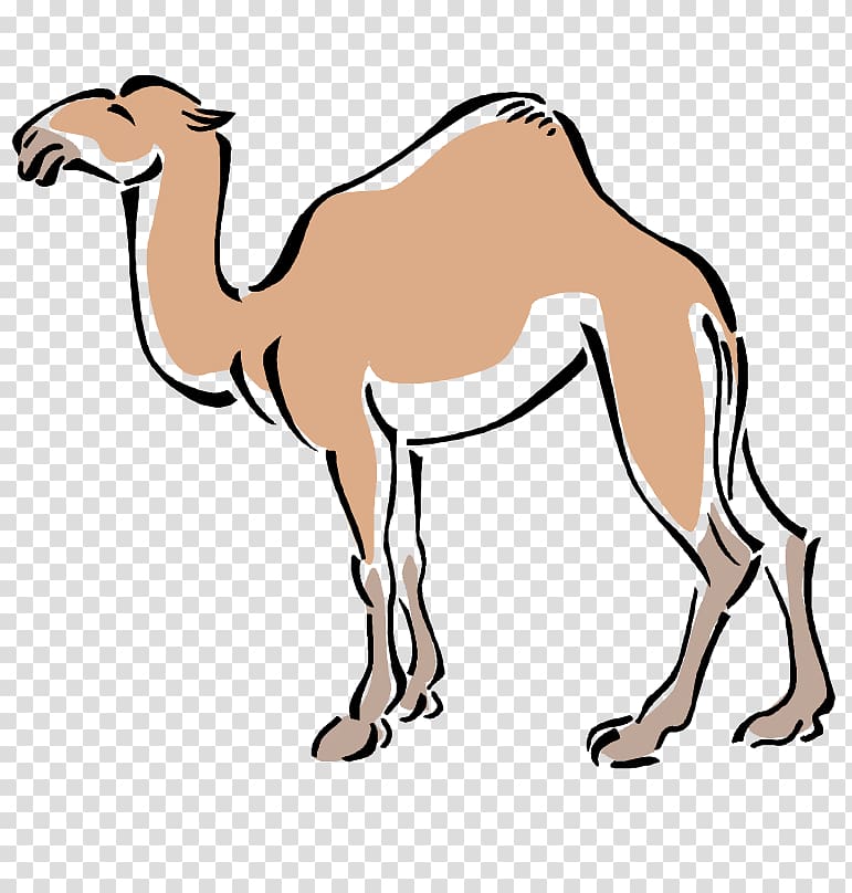 Bactrian camel , others transparent background PNG clipart