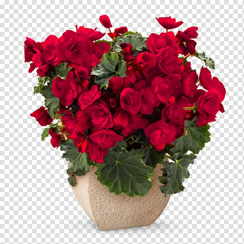 Flower bouquet Red Rose Floristry, flower transparent background PNG clipart