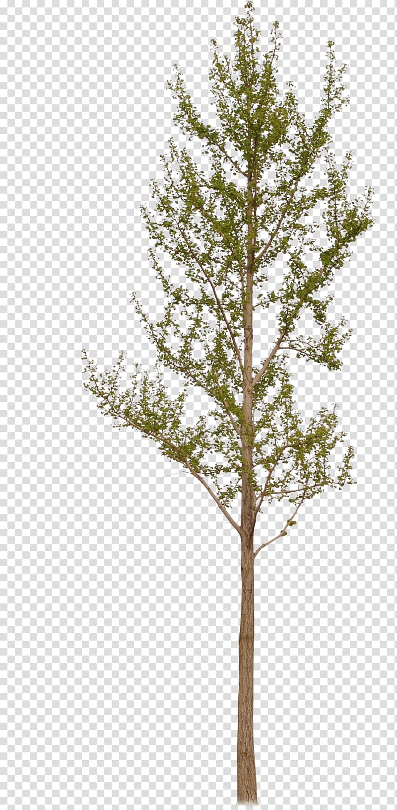 Larch Ginkgo biloba Plant, Ginkgo Tree transparent background PNG clipart