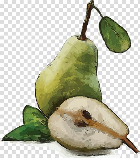 Pear Fruit Watercolor painting, pear transparent background PNG clipart
