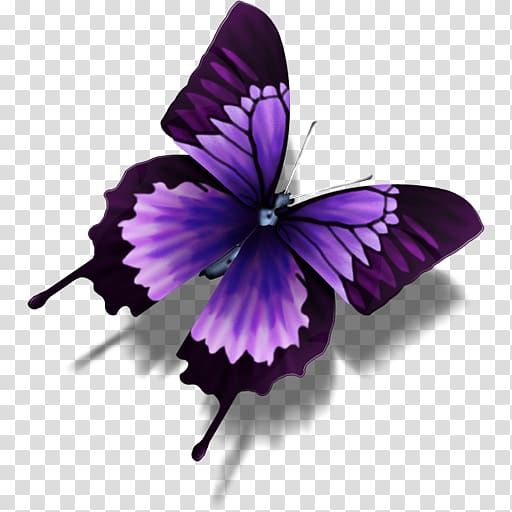 Butterfly Morpho achilles Morpho portis Computer Icons, buterfly transparent background PNG clipart