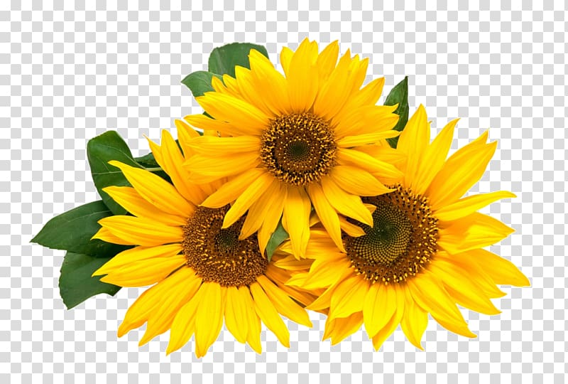 yellow sunflowers in bloom, Wedding invitation Paper Flower Birthday Greeting & Note Cards, sun flower transparent background PNG clipart