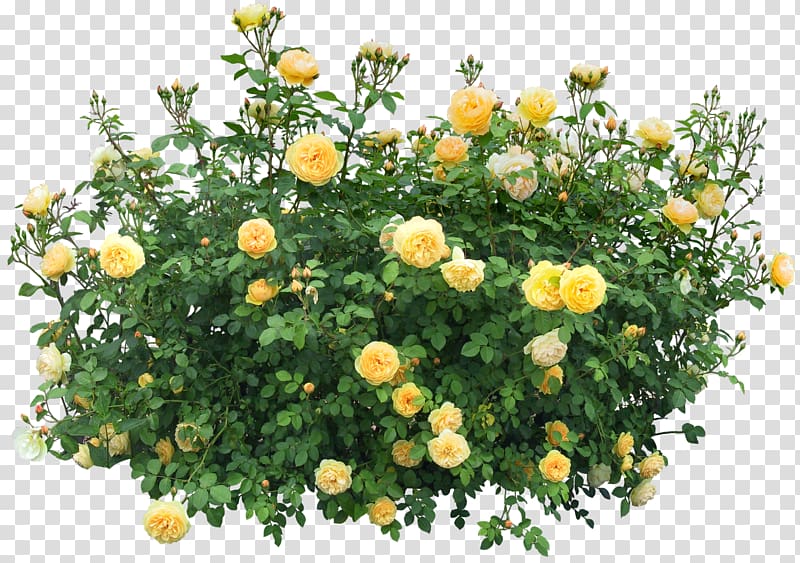 yellow petaled flower art, Shrub Flower Rose , bushes transparent background PNG clipart