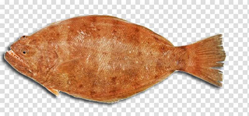 Sole, fish transparent background PNG clipart