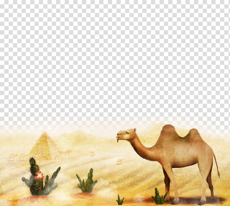 Camel Cartoon Illustration, Desert Camel transparent background PNG clipart