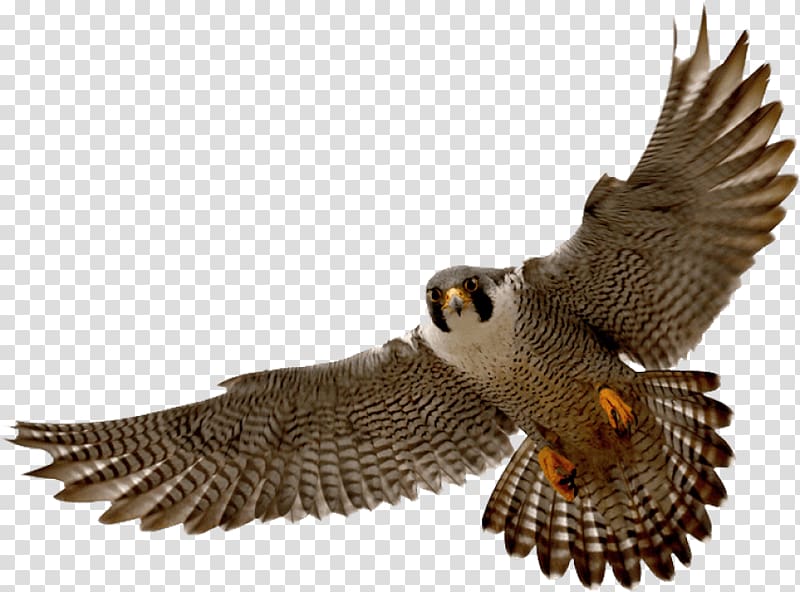 Bird Peregrine falcon Portable Network Graphics, sock drive service projects transparent background PNG clipart