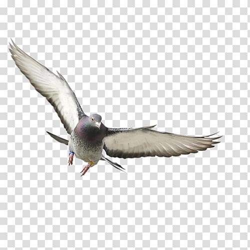 Domestic pigeon Bird Columbidae Flight Squab, Bird transparent background PNG clipart