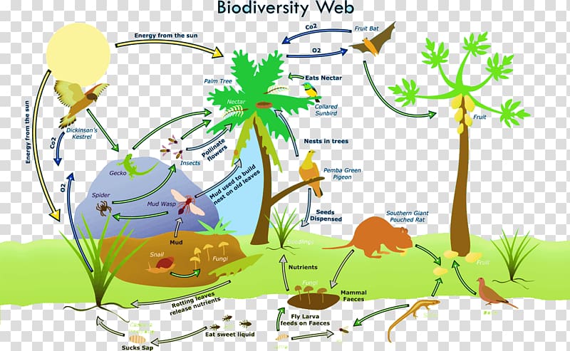 Biodiversity loss Global biodiversity Ecosystem Biology, amazon rainforest ecosystem transparent background PNG clipart