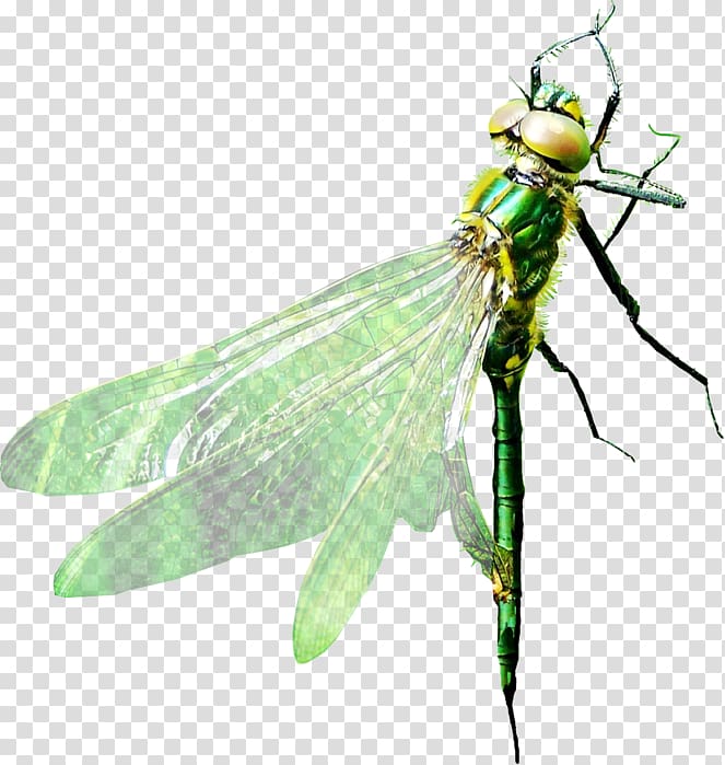 Dragonfly Pterygota, dragonfly transparent background PNG clipart