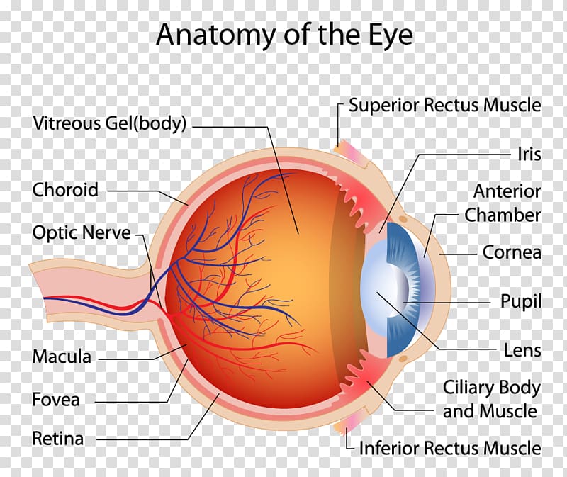 Human eye Macula of retina Muscle Anatomy, Eye transparent background PNG clipart