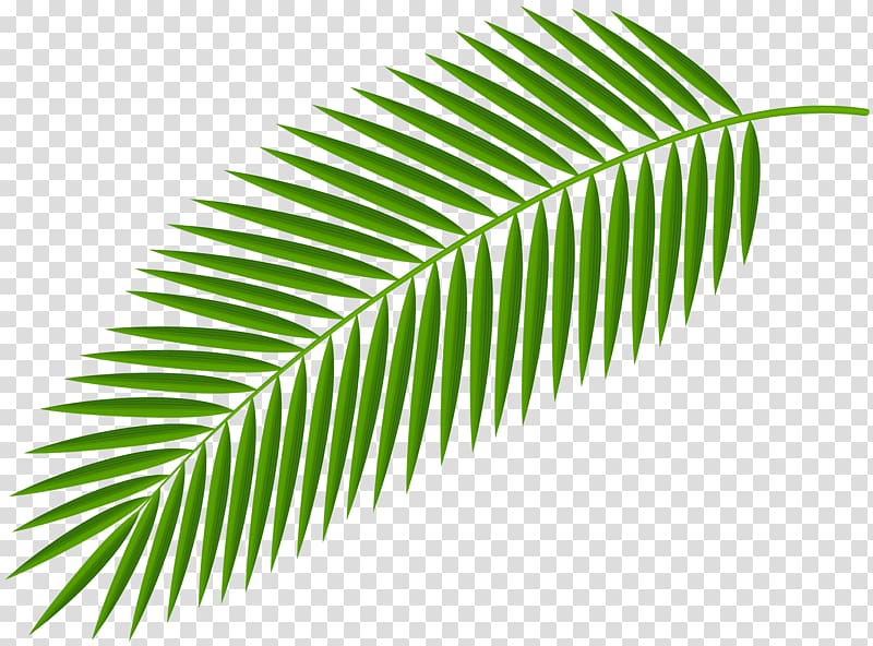 Palm branch Palm trees Palm-leaf manuscript , others transparent background PNG clipart
