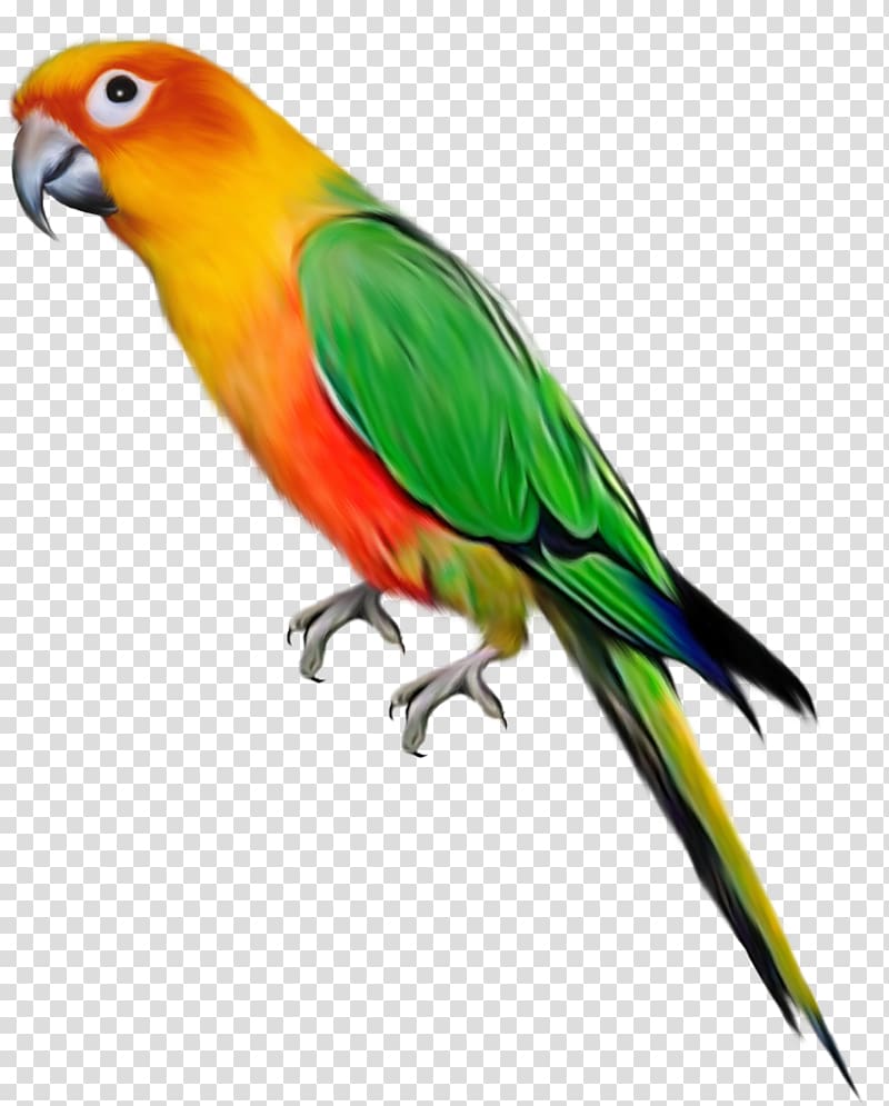 Parrot Lovebird , transparent background PNG clipart