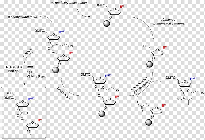 Oligonucleotide synthesis Chemical synthesis Chemical reaction Chemistry, can modify transparent background PNG clipart