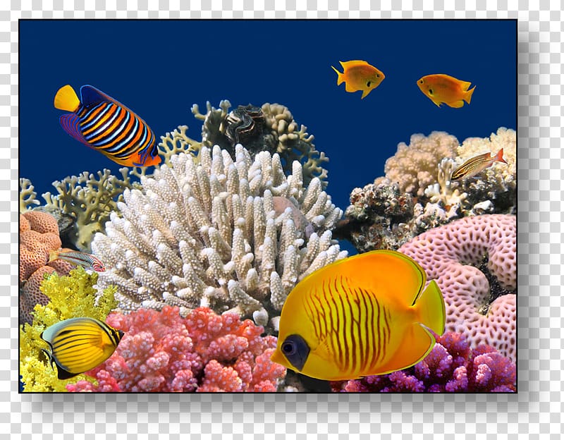 Red Sea Bligh Water Coral reef Underwater, reef transparent background PNG clipart
