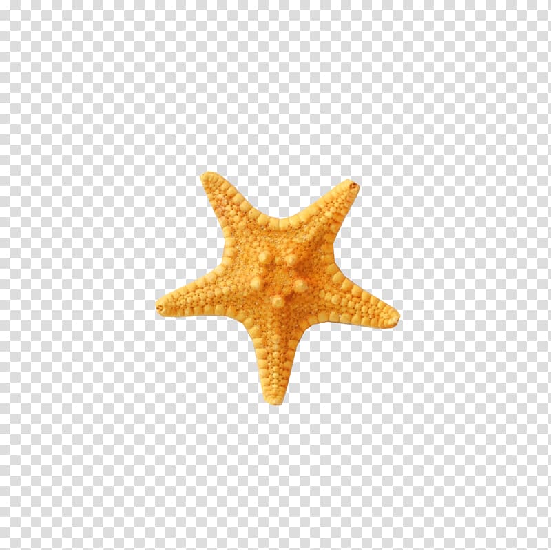 yellow starfish illustration, Freshfood Box Paper Restaurant Hotel, starfish transparent background PNG clipart