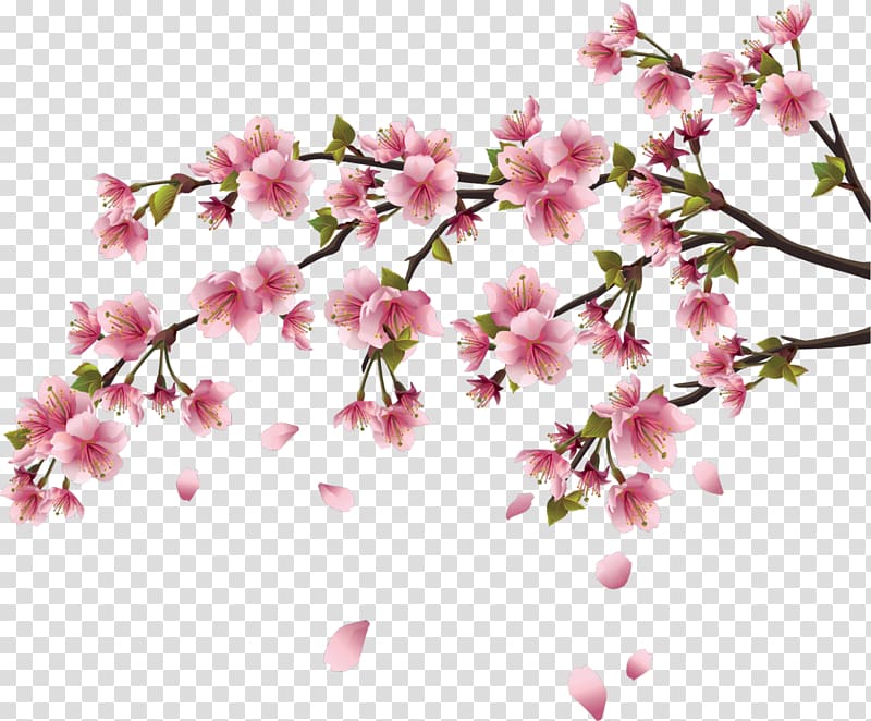 Cherry blossom Wall decal Branch, chinese flower transparent background PNG clipart