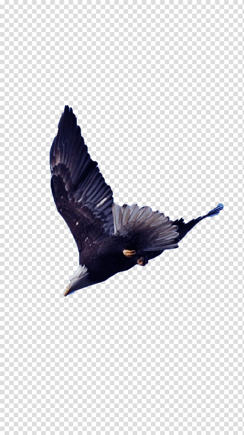 Bird Aspect ratio Wing, Bird soaring eagle transparent background PNG clipart