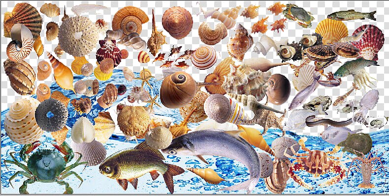 Seashell Crab Sea snail Viviparidae, Seabed conch shell fish transparent background PNG clipart