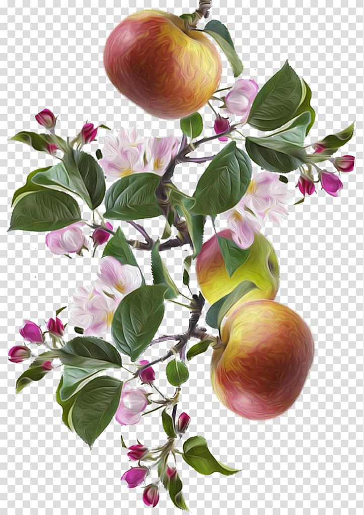 Apple Peach Food Fruit tree, apple transparent background PNG clipart