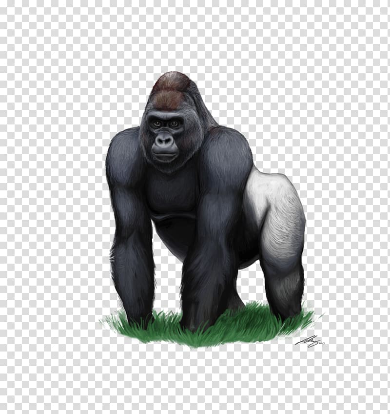 gorilla , Mountain gorilla , cartoon gorilla transparent background PNG clipart