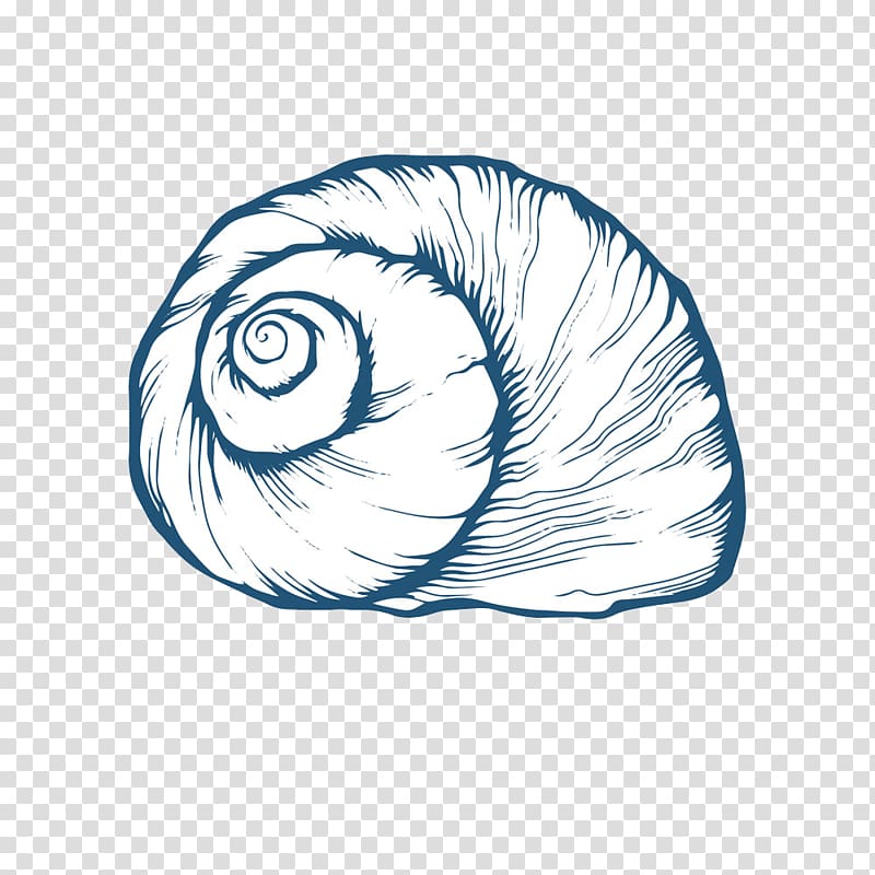 Seashell Oyster Drawing, conch transparent background PNG clipart