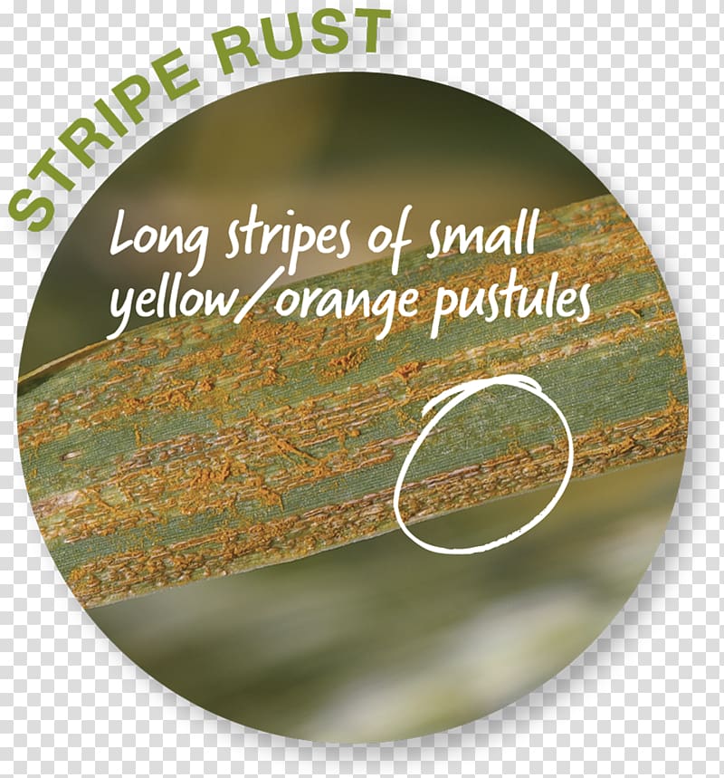 Wheat leaf rust Wheat yellow rust Stem rust Teliospore, rupture crossword clue transparent background PNG clipart