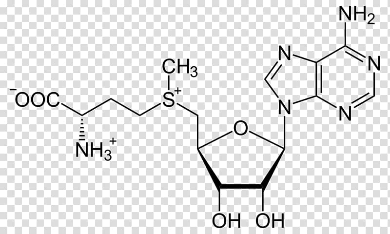 S-Adenosyl methionine S-Adenosyl-L-homocysteine Amino acid, Adrenalin transparent background PNG clipart