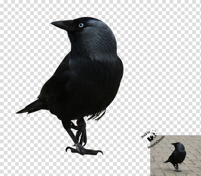 American crow New Caledonian crow Rook Bird Passerine, cut transparent background PNG clipart