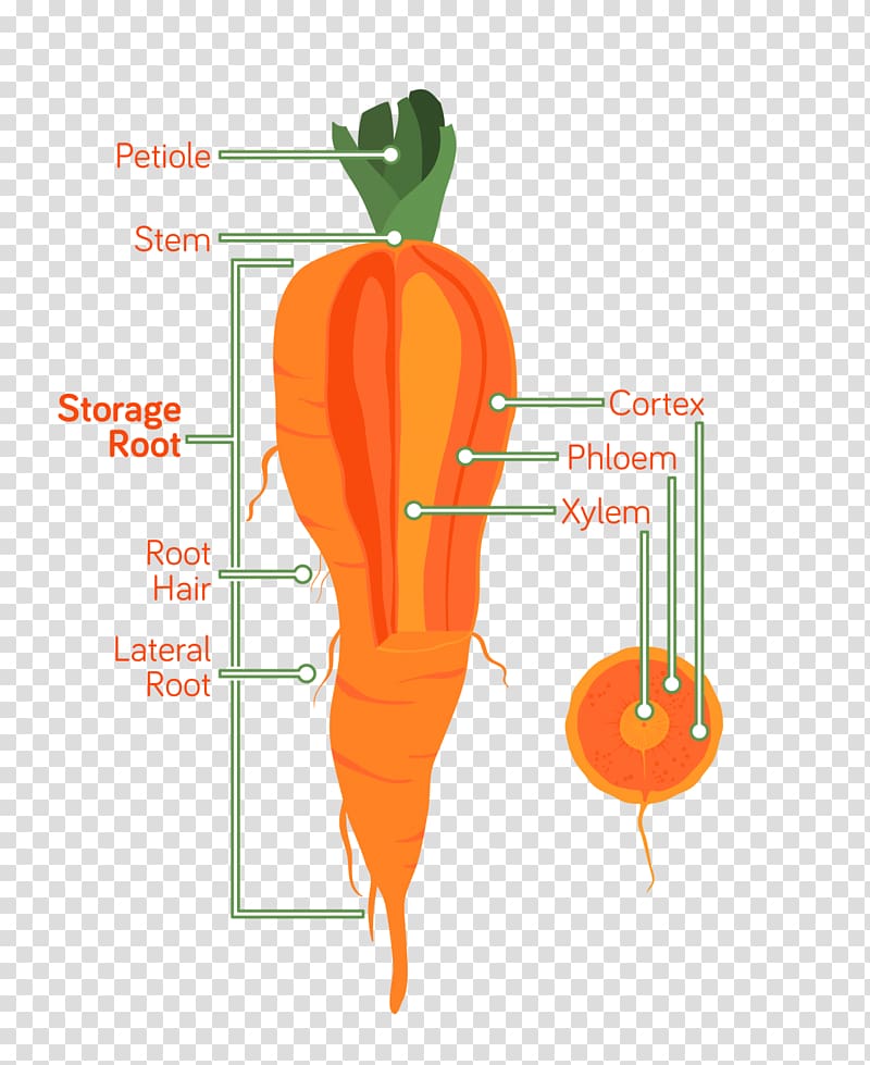 Carrot Root Anatomy Vegetable Xylem, carrot transparent background PNG clipart