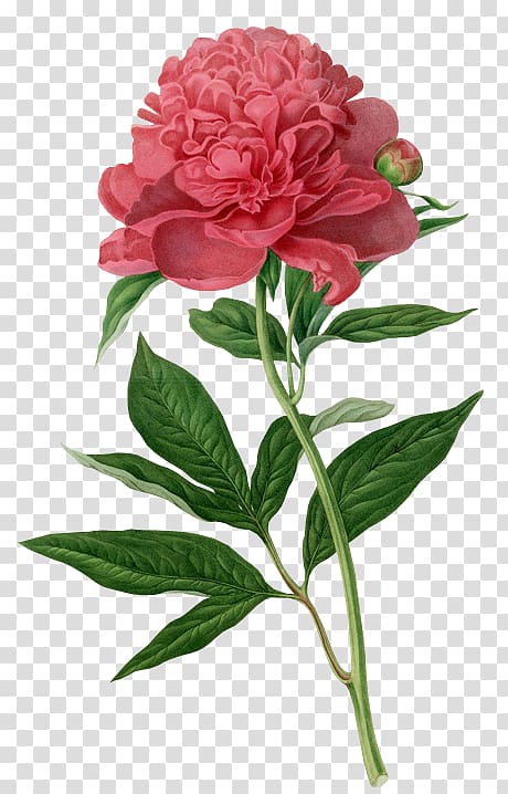 red peony flower art, Botanical illustration Botany Drawing Watercolor painting, peony transparent background PNG clipart