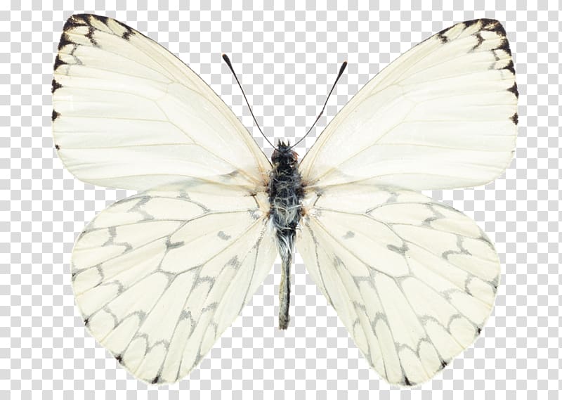 Butterfly gardening Pieris rapae Pieris brassicae Monarch butterfly, butterfly transparent background PNG clipart