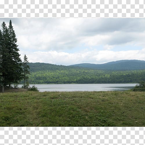 Connecticut Lakes Lake Connecticut Forest, forest transparent background PNG clipart