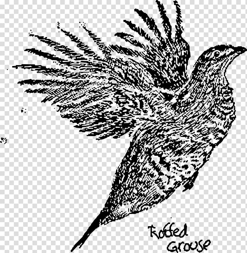 Ruffed grouse Bird Drawing Black and white, Bird transparent background PNG clipart
