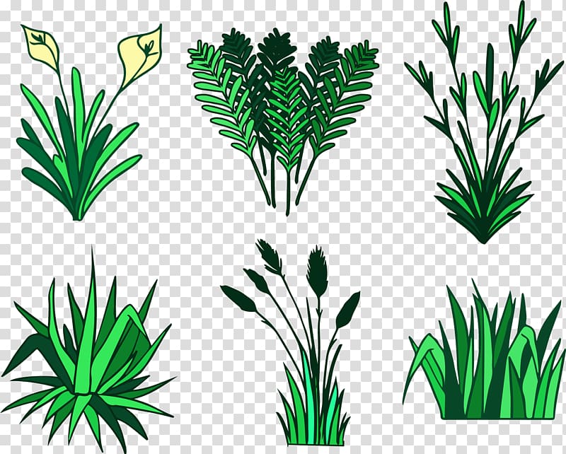 Flower Arum-lily Euclidean , Spring flower calla lily transparent background PNG clipart