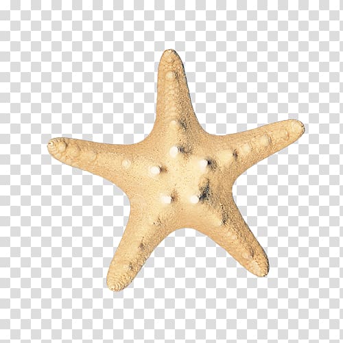 Starfish Sea Icon, starfish transparent background PNG clipart