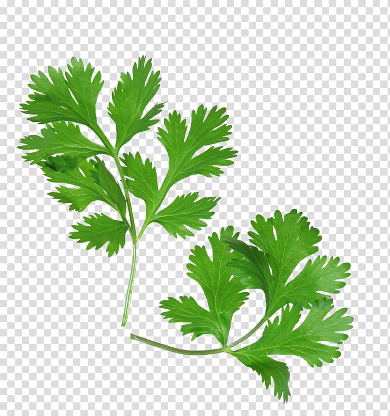 Coriander Health Mexican cuisine Herb Parsley, health transparent background PNG clipart