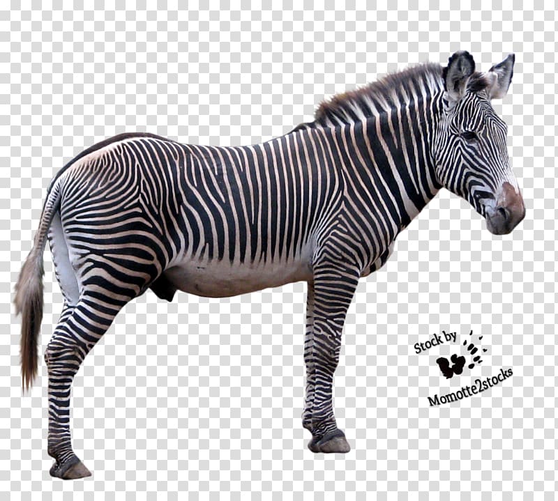 , Zebra transparent background PNG clipart
