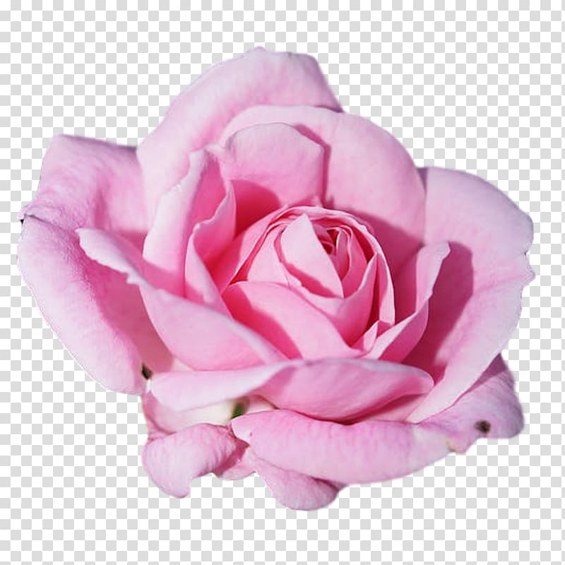 Rose Pink flowers Petal, rose transparent background PNG clipart